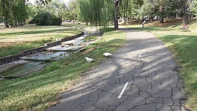 Какаду на расстоянии вытянутой руки в Австралии смотреть онлайн