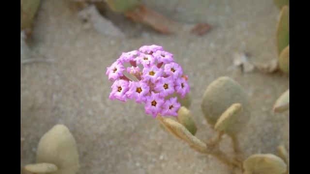 See the "Island of the Blue Dolphins" - San Nicolas Island, CA смотреть онлайн