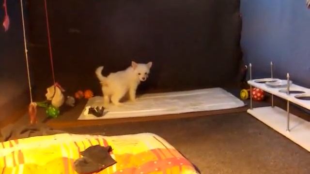 Пуховичек Дэрик Элькати уже знает где туалет смотреть онлайн