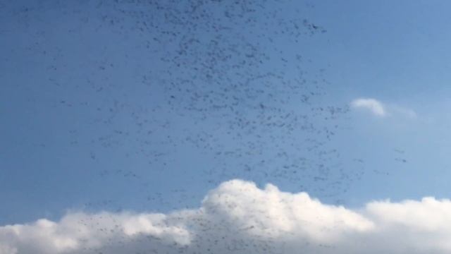 Holy Canadian Geese!!! Ornithophobia People BEWARE!!! Part 1 смотреть онлайн