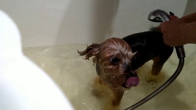 Купание йоркширского терьера ? смотреть онлайн