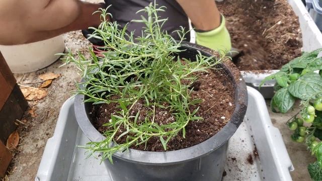 How To Plant Rosemary смотреть онлайн