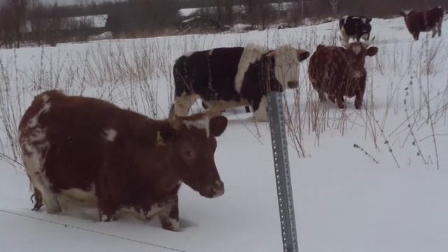 Коровы в сугробах смотреть онлайн
