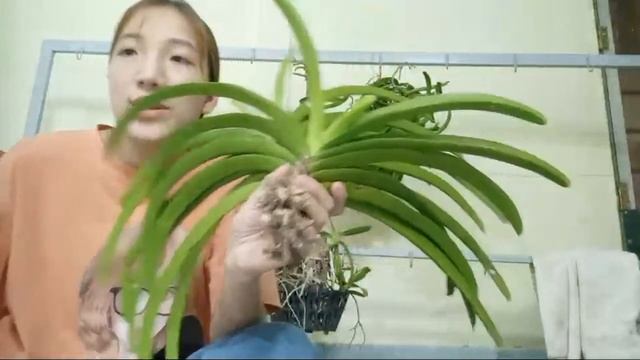 sóc tâm bảo sắc chồn bạch nhạn hoàng nhạn quế tím hải yến trưa 27-6sdt0379654559 смотреть онлайн