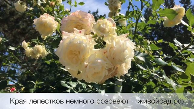 Плетистая роза Alaska (Kordes 2014) смотреть онлайн