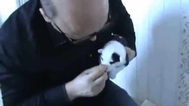 Щенки якутской лайки смотреть онлайн