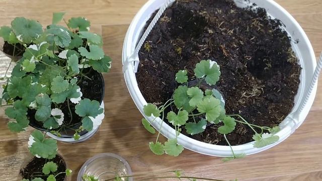 Будра вариегатная. Многолетник. смотреть онлайн