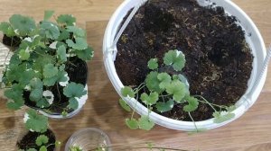 Будра вариегатная. Многолетник.