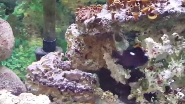 Large coral reef community saltwater fish tank angels ,hawkfish, Dragonette,puffer смотреть онлайн