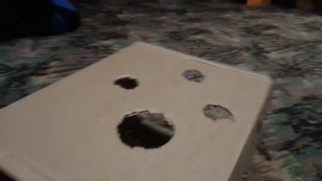 Чудо коробка Аякся . Как сделать игрушку для  бенгальского кота