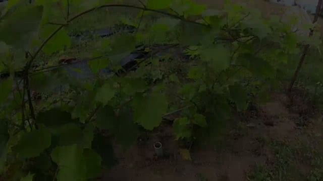 Агроволокно обзор | итоги эксплуатации | боримся с травой смотреть онлайн