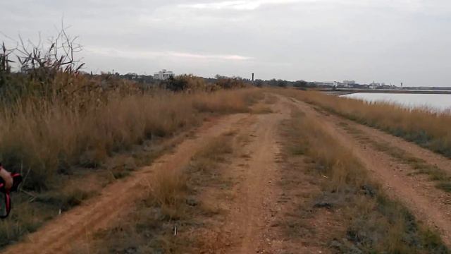 Хаски без поводка на прогулке у озера смотреть онлайн