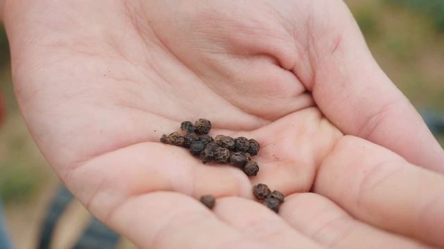 Уха из стерляди на костре. Сербский нож. смотреть онлайн