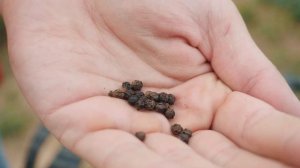 Уха из стерляди на костре. Сербский нож.