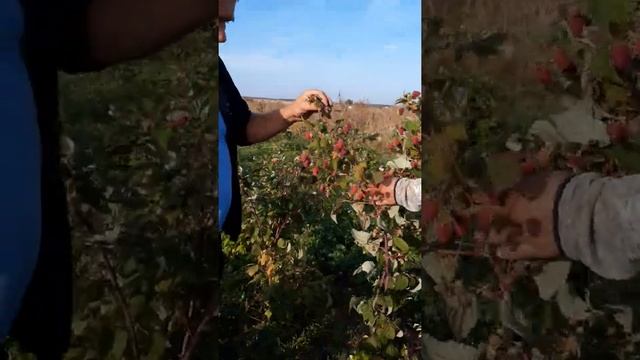 Сорт малины Атлант. смотреть онлайн