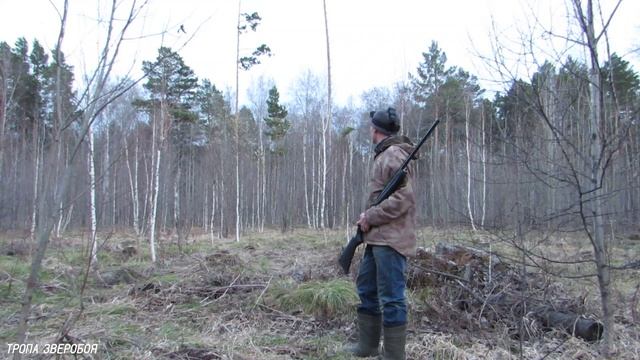 Охота на вальдшнепа с МР 155 на вечерней тяге смотреть онлайн