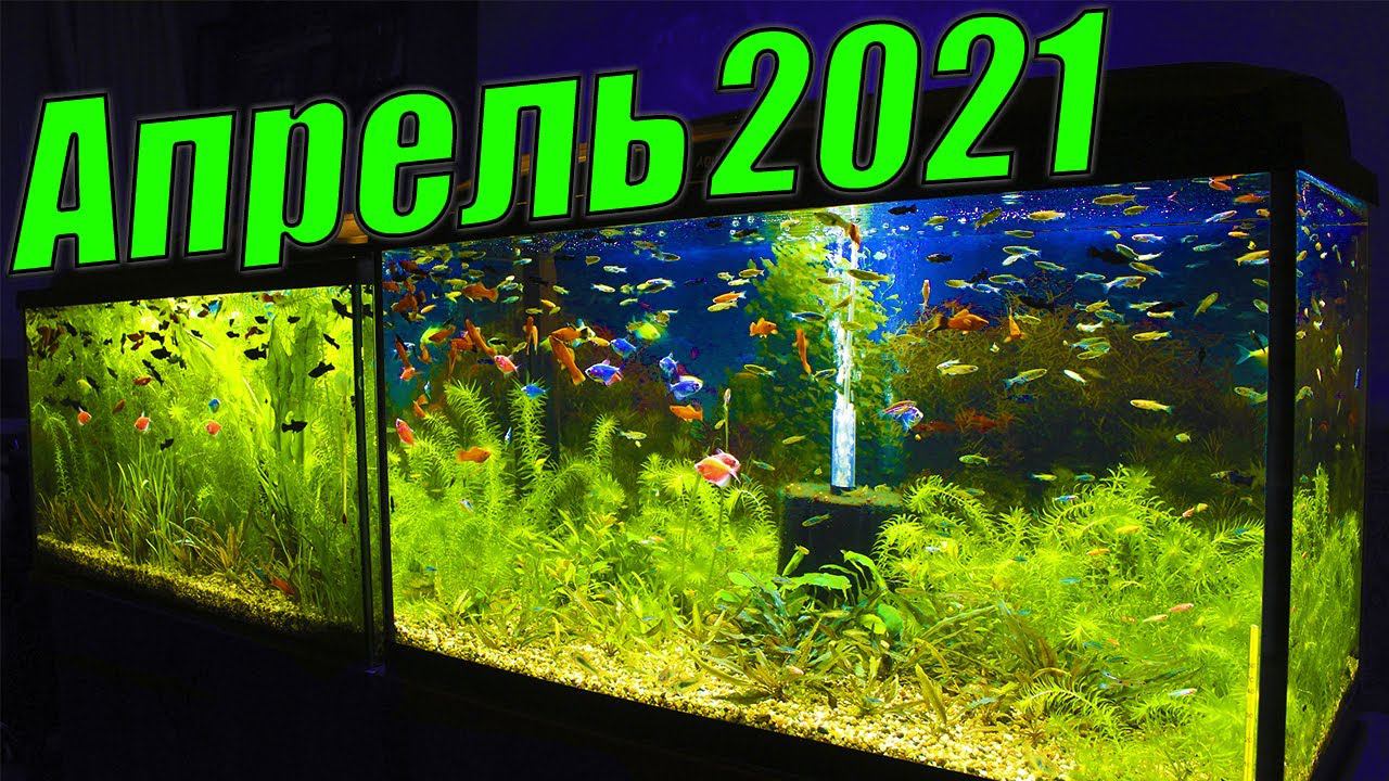Обзор аквариумов 4К. Итоги месяца (Апрель 2021) смотреть онлайн