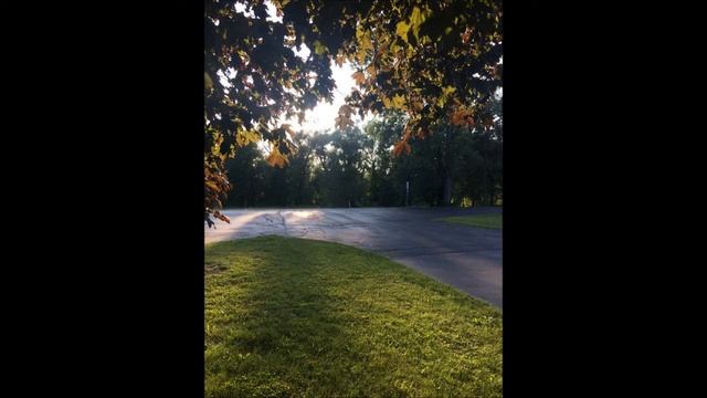 ✨Beautiful large Norway maple trees (Acer platanoides) in the golden hour #VEDA DAY 10 8/10/2017✨ смотреть онлайн