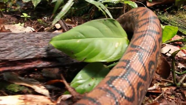 Mega-Beasts That Ruled Prehistoric Australia смотреть онлайн