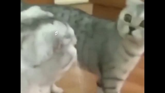 Cats . Кошки. Зеркальное котоотражение. и непредсказуемая реакция. Mirror cat reflection . Reaction смотреть онлайн