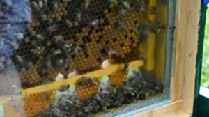 Что происходит внутри улья? Дым пушка от клеща. За стеклом.