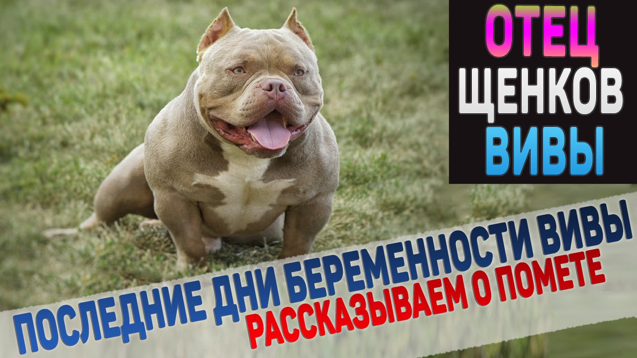 Ждем щенков Американского Булли от Вивы и Хаммера (Bounty Hunter LVL) смотреть онлайн