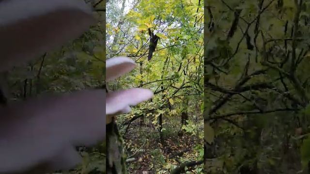 Вешенка лесная смотреть онлайн