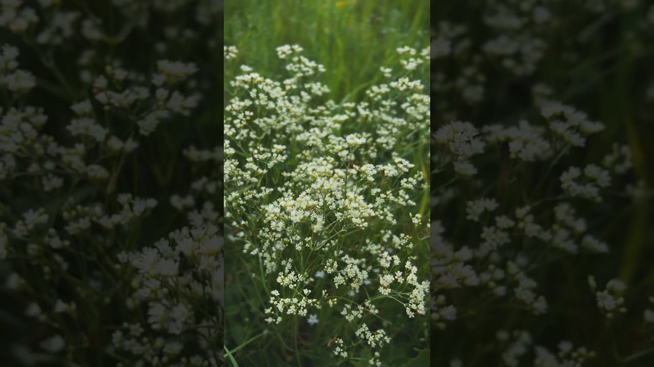 Матушка земля #bashkortostan #природа #nature #матушказемля смотреть онлайн