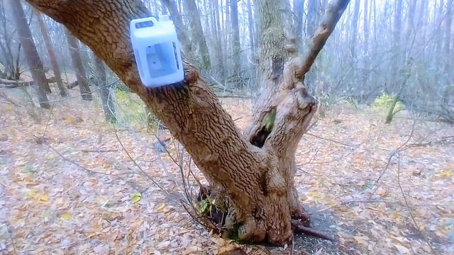 Live animals.ч 3. смотреть онлайн