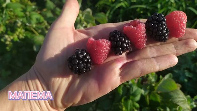 Малина Мапема - чудо-сорт! смотреть онлайн