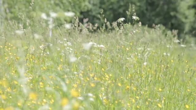 "Усадьба": "Сельские профессии" смотреть онлайн