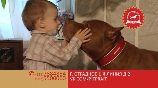 ПИТ ПРАЙТ порода ПРАЙТЕР смотреть онлайн