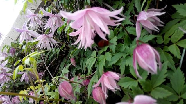 КЛЕМАТИС календарь на март - уход за клематисами весной от Клематис TV смотреть онлайн