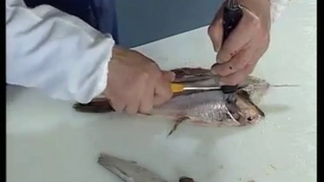 Как правильно разделывать камбалу смотреть онлайн