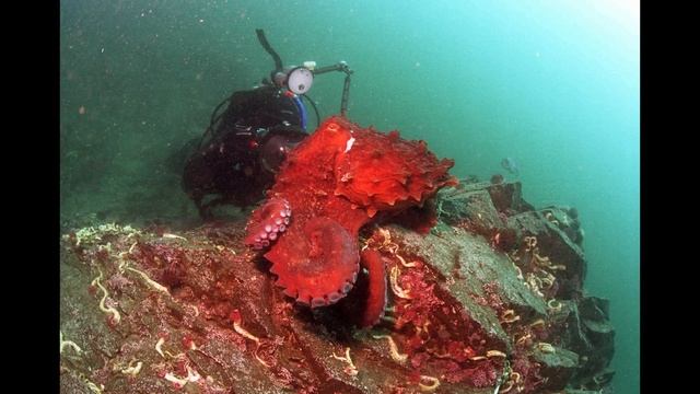 Nature Images For Relaxation & Good Sleep | Octopus's Garden | В саду осьминога | Музыка для релакс