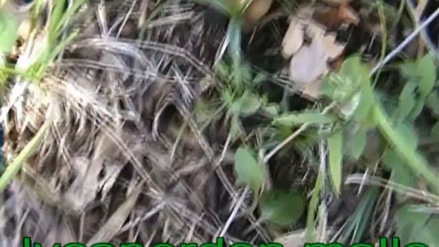 lycoperdon molle смотреть онлайн