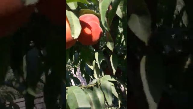 Сорт персика "фиделия" 31 07 2020 смотреть онлайн