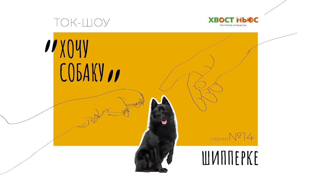 Ток-шоу «Хочу собаку». Шипперке – плюсы и минусы породы смотреть онлайн