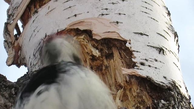 Белоспинный дятел идеальный разрушитель деревьев, White-backed woodpecker perfect tree destroyer смотреть онлайн