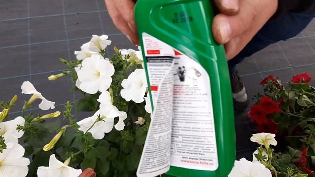 Петуния: секрет обильного цветения смотреть онлайн