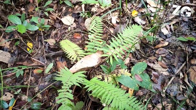 Habitat Alocasia Scabriuscula