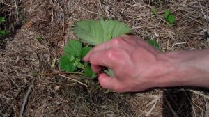 Выращивание клубники под сеном (соломой) - мой опыт