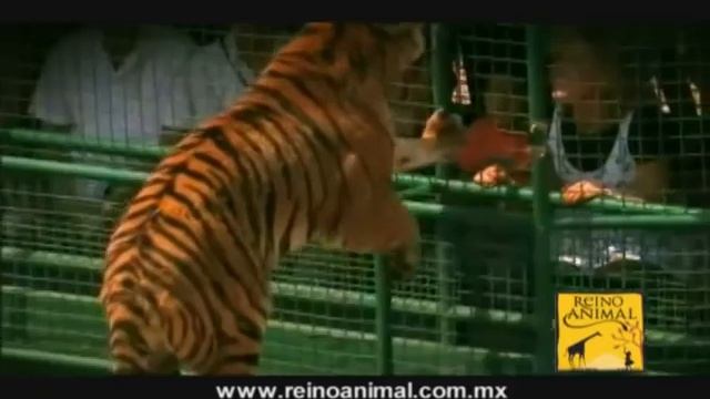 FELINOS REINO ANIMAL смотреть онлайн