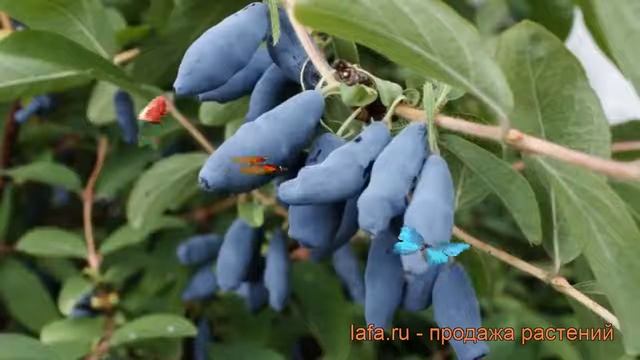 Жимолость съедобная Нижегородская ранняя ? обзор: как сажать, саженцы жимолости Нижегородская рання смотреть онлайн