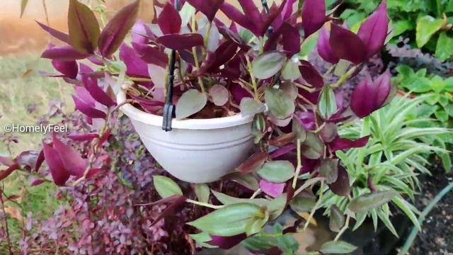 Wandering Jew Care And Propagation In Malayalam | By Diyab