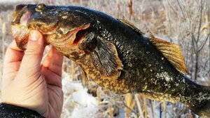 ПОЛУКИЛОГРАММОВЫЙ РОТАН ЗАЖИГАЕТ! Первый лед 2022-2023 Крупный ротан крутит катушку НЕ ХУЖЕ щуки