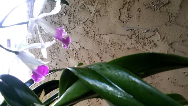 CATTLEYA · Blc. Marg Putman смотреть онлайн