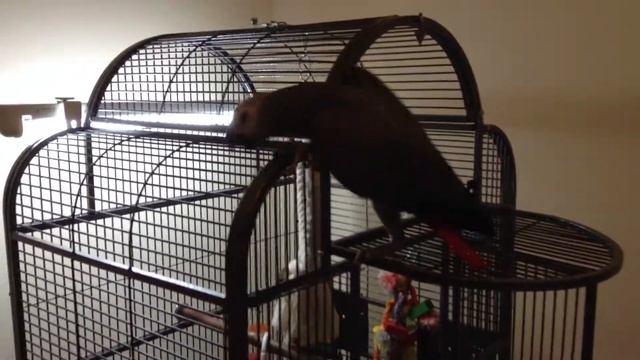 Жако Жора 3,5 месяца - "Не трогай лампу" смотреть онлайн