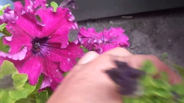 Выращивание и уход за петуньей, фриллитуньей и суфринией на своем приусадебном участке. смотреть онлайн