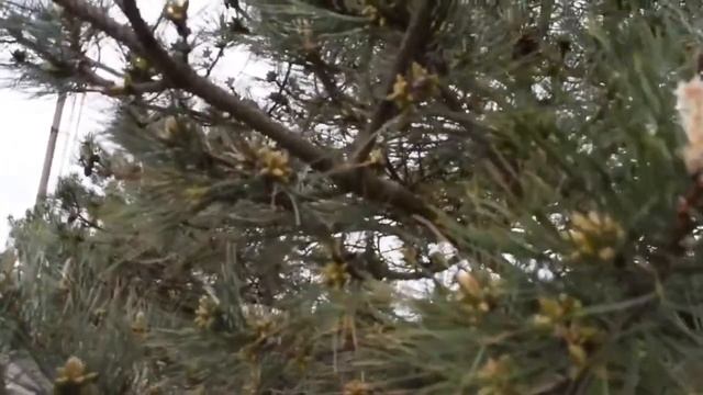 Цветущий май.Целебная сосна смотреть онлайн